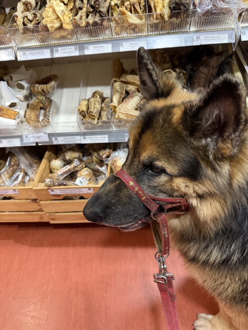 A German Shepherd standing in the shop aisle in front of shelves of natural dog chews and treats
