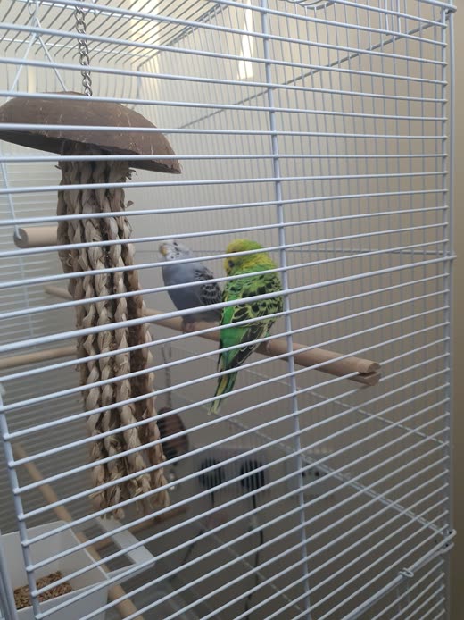 A green budgerigar clinging to the side of a white wire cage