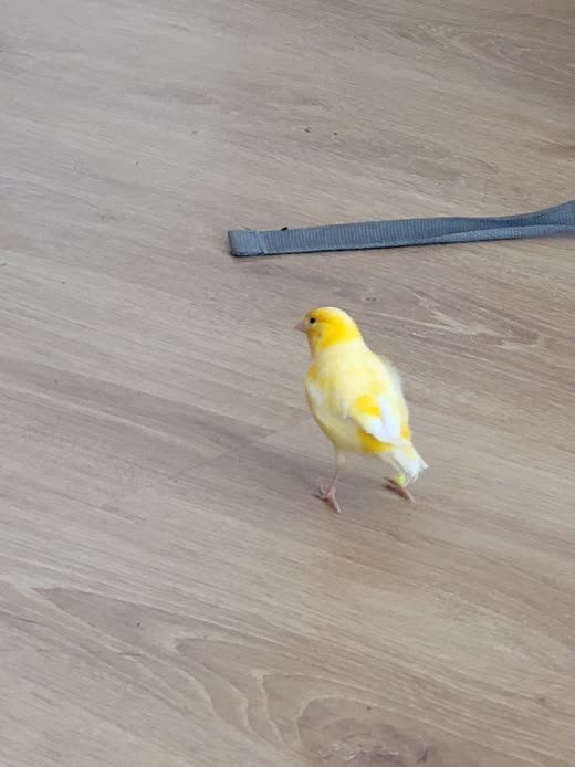 A yellow canary standing on a pale wood-effect floor